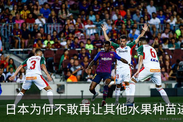 日本为何不敢再让其他水果种苗进入中国？别以为只是贸易摩擦。日本不愿放水果进中国，是因为被“偷家”偷怕了